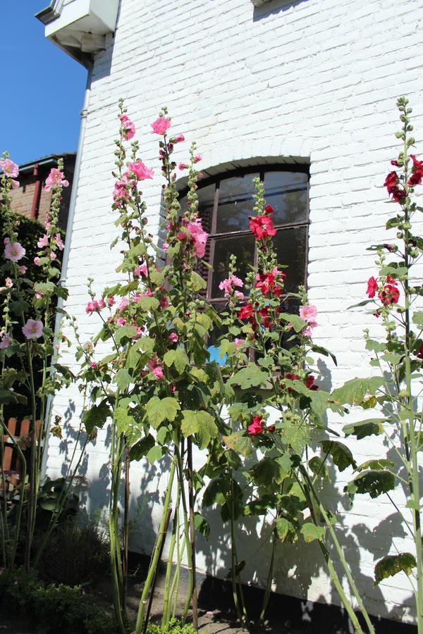 Bed and Breakfast Het Aambeeld Wanroij Esterno foto